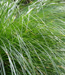 Carex 'Phoenix Green'